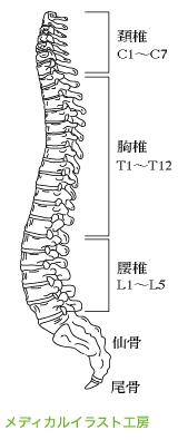 椎間板